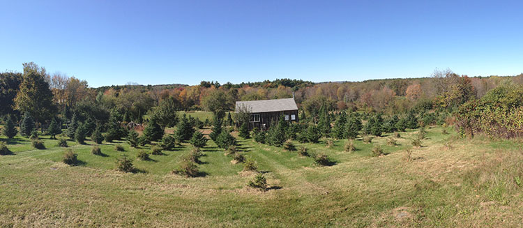 Panorama view of Riverwind Tree Farm this past fall